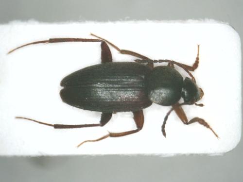 Choleva cisteloides
